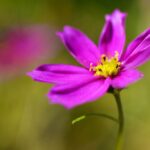 Pink flower in front of blurred background, photographed according to the golden ratio