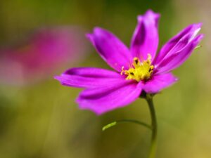 Golden Ratio, Fibonacci Spiral & Rule of Thirds in Photography