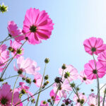 Flower close up from below of pink cosmos in front of the light blue sky
