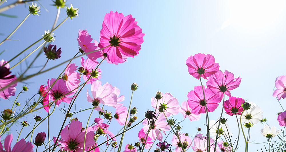 Your Guide to Macro Photography: Everything you Need to Know