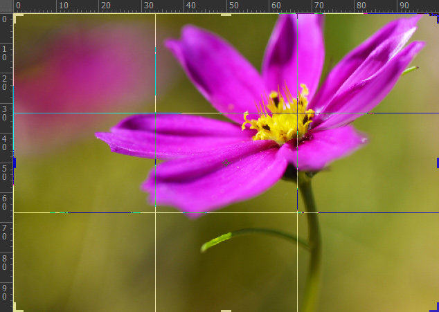 Screenshot of a photo of a pink flower in Photoshop with lines to apply the rule of thirds