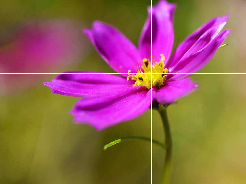 Photo of a pink flower placed at the intersection of two lines according to the the golden ratio