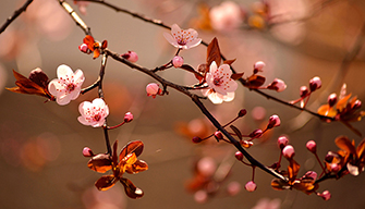 Macro flower photography of pink blossoms on thin branches of a cherry tree