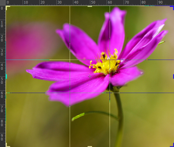 Screenshot of a photo of a pink flower in Photoshop with lines according to the golden ratio, known as phi grid