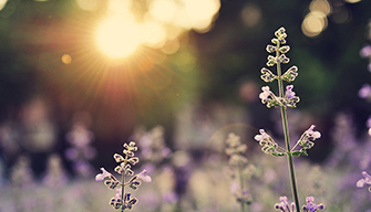 Purple flowers, photographed with backlighting, resulting in beautiful effects of the sun