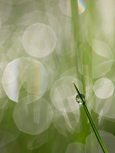 Raindrop on a blade of grass, surrounded by circles of light