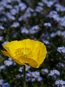 Yellow blossom with purple flowers in the background, creating a color contrast