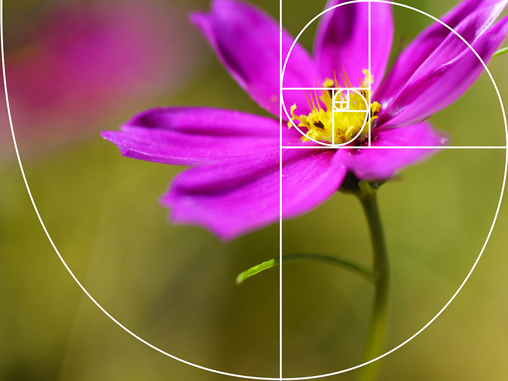 Photo of a pink flower arranged according to the inverted Fibonacci golden spiral