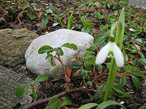 Macro photography of a snowdrop next to stones with unsharp focus