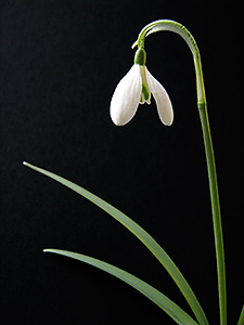 Snowdrop in front of a black background