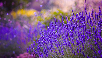 Blooming lavender patch with selective focus and blurred background
