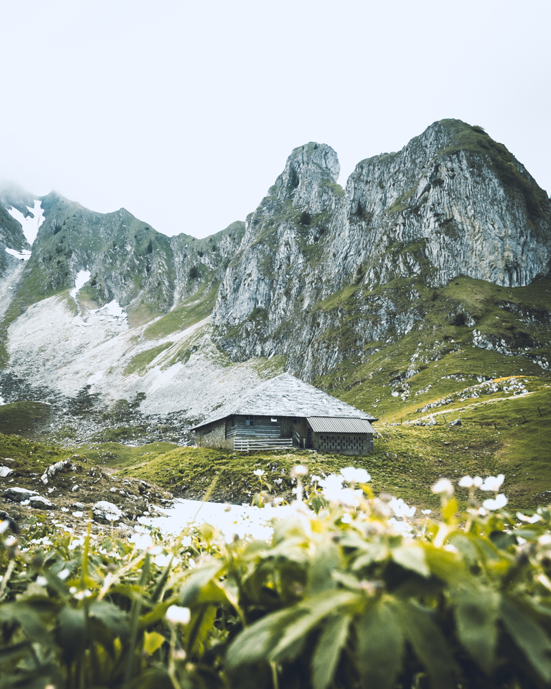 Gantrisch mountain with blurred flowers in the foreground