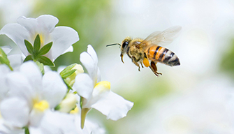 Closeup shot of a flying bee next to white flowers